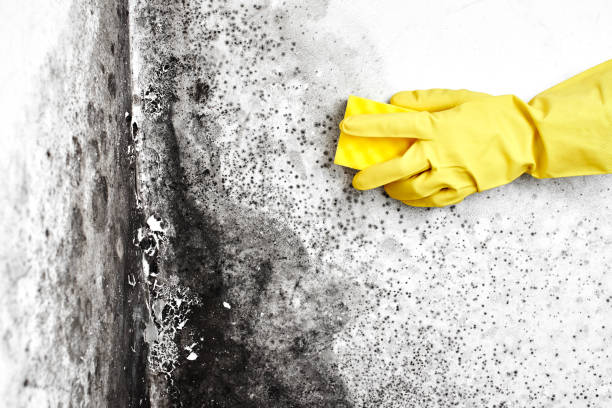 Best Emergency Mold Remediation  in Walls, MS